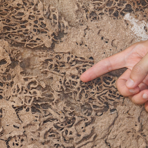 How to Spot Termite Damage Before the Inspector Does