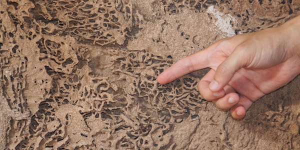 How to Spot Termite Damage Before the Inspector &hellip;