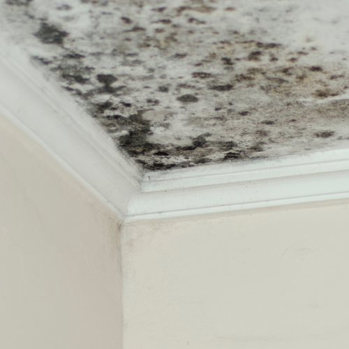 How to Detect Indoor Humidity Problems