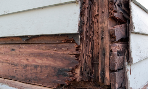 How to Spot Structural Wood Rot in Staten …