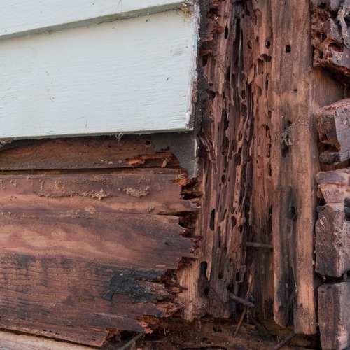 How to Spot Structural Wood Rot in Staten Island and Brooklyn Homes