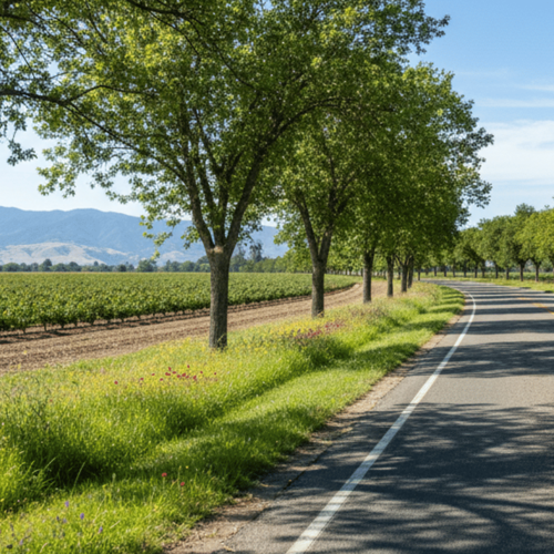 Navigating Life in Lincoln: A Local Transportation Guide