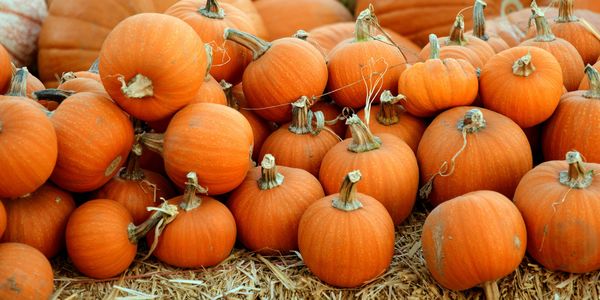 Lubbock’s Annual Pumpkin Trail Lights Up the Fall &hellip;