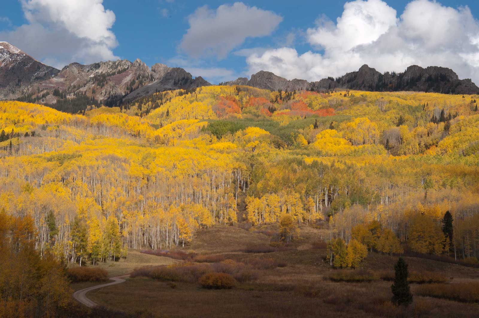 fall-colors-kebler-pass-colorado-aspen-grove