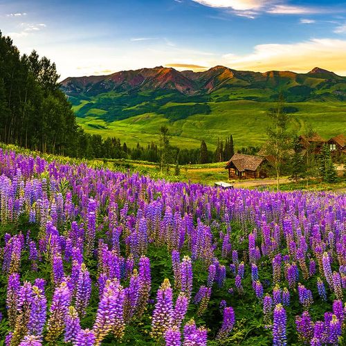 Wildflowers in Crested Butte: A Local’s Guide to Summer Blooms