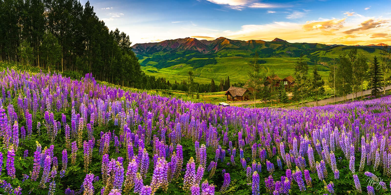 crested-butte-wildflower-sunset
