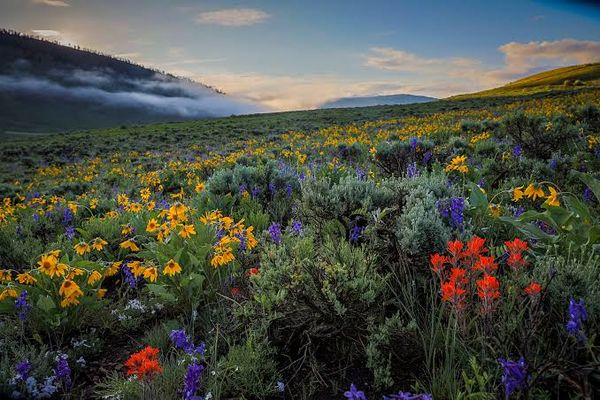 crested butte wildflower festival