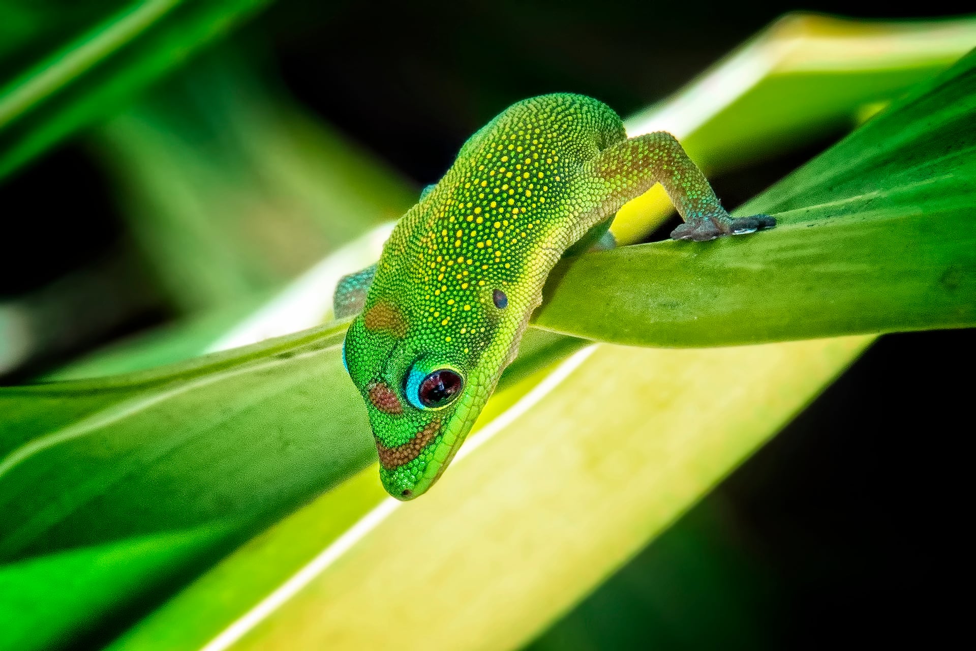 Gold Dust Day Gecko