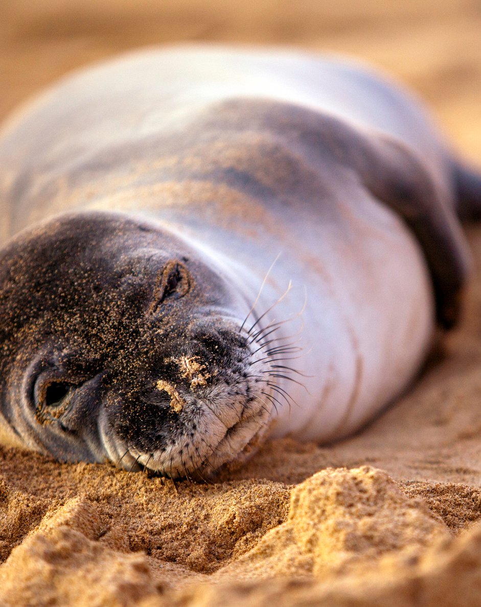 Endangered Monk Seal