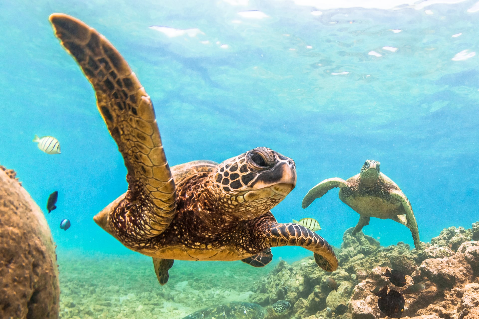 Hawaiian Green Sea Turtle