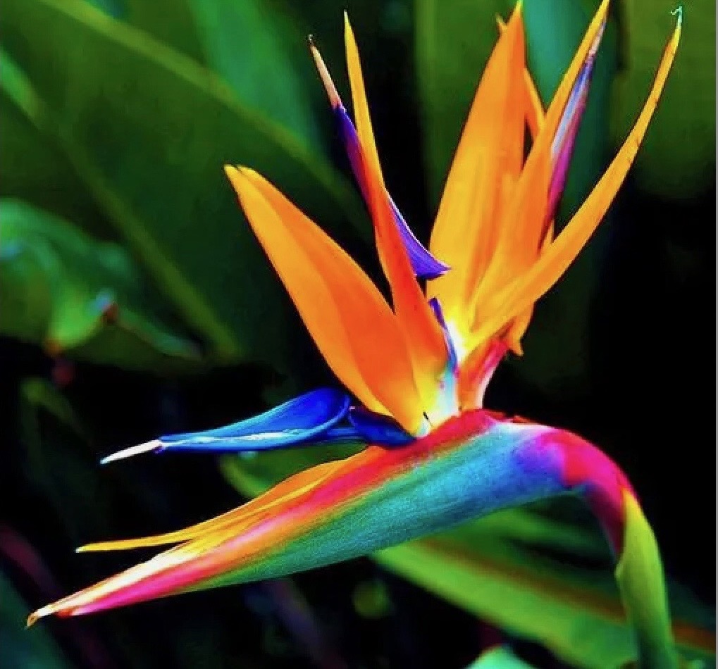 Bird of Paradise 2
