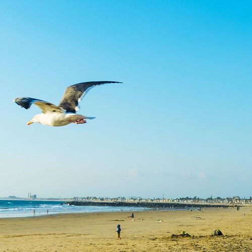 Ocean View Home in South Redondo or West Torrance for Sale