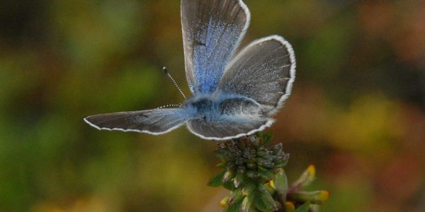 Palos Verdes Blue Butterfly