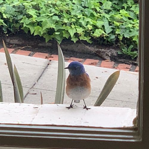 Western Bluebird BirdBox for Palos Verdes Land Preserve Habitat