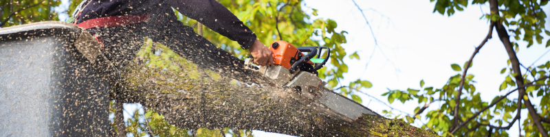 prune-dead-tree-limbs-lees-summit-home-advice-great-missouri-homes-reece-nichols-real-estate-merla-turner