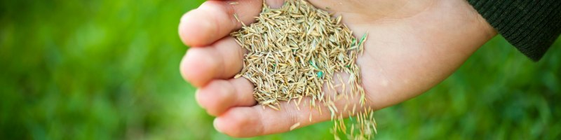 seed-lawn-lees-summit-home-advice-great-missouri-homes-reece-nichols-real-estate-merla-turner