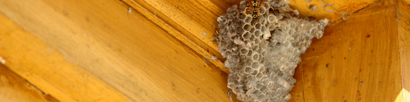 wasp-nest-lees-summit-home-advice-great-missouri-homes-reece-nichols-real-estate-merla-turner