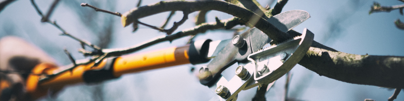 prune-trees-shrubs-lawn-care-lees-summit-home-advice-great-missouri-homes-reece-nichols-real-estate-merla-turner
