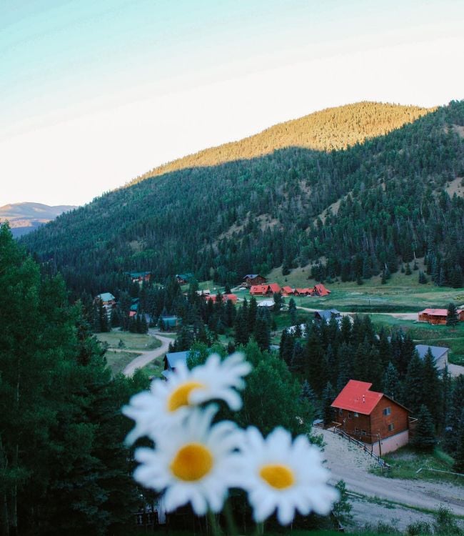 daisy valley of the pines(1)