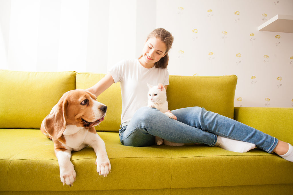 beagle, turkish angora and their owner