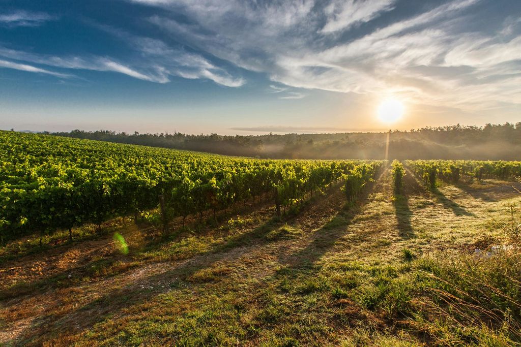San Benito County Vineyard