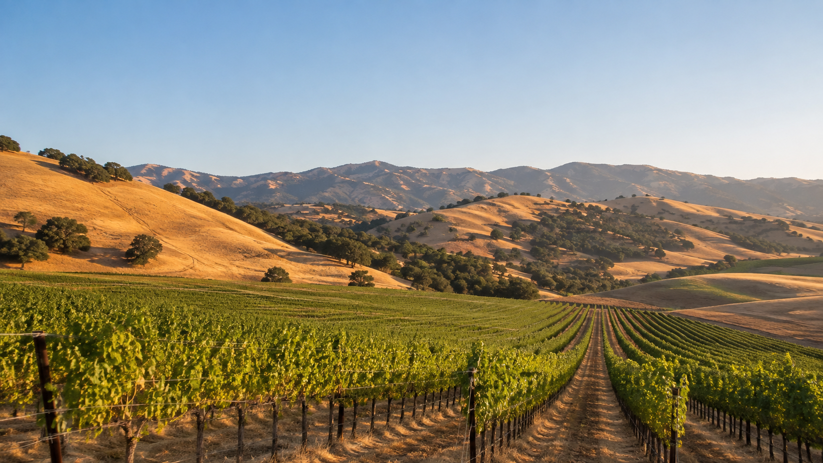Vineyards and rolling hills in San Benito County near Hollister, CA