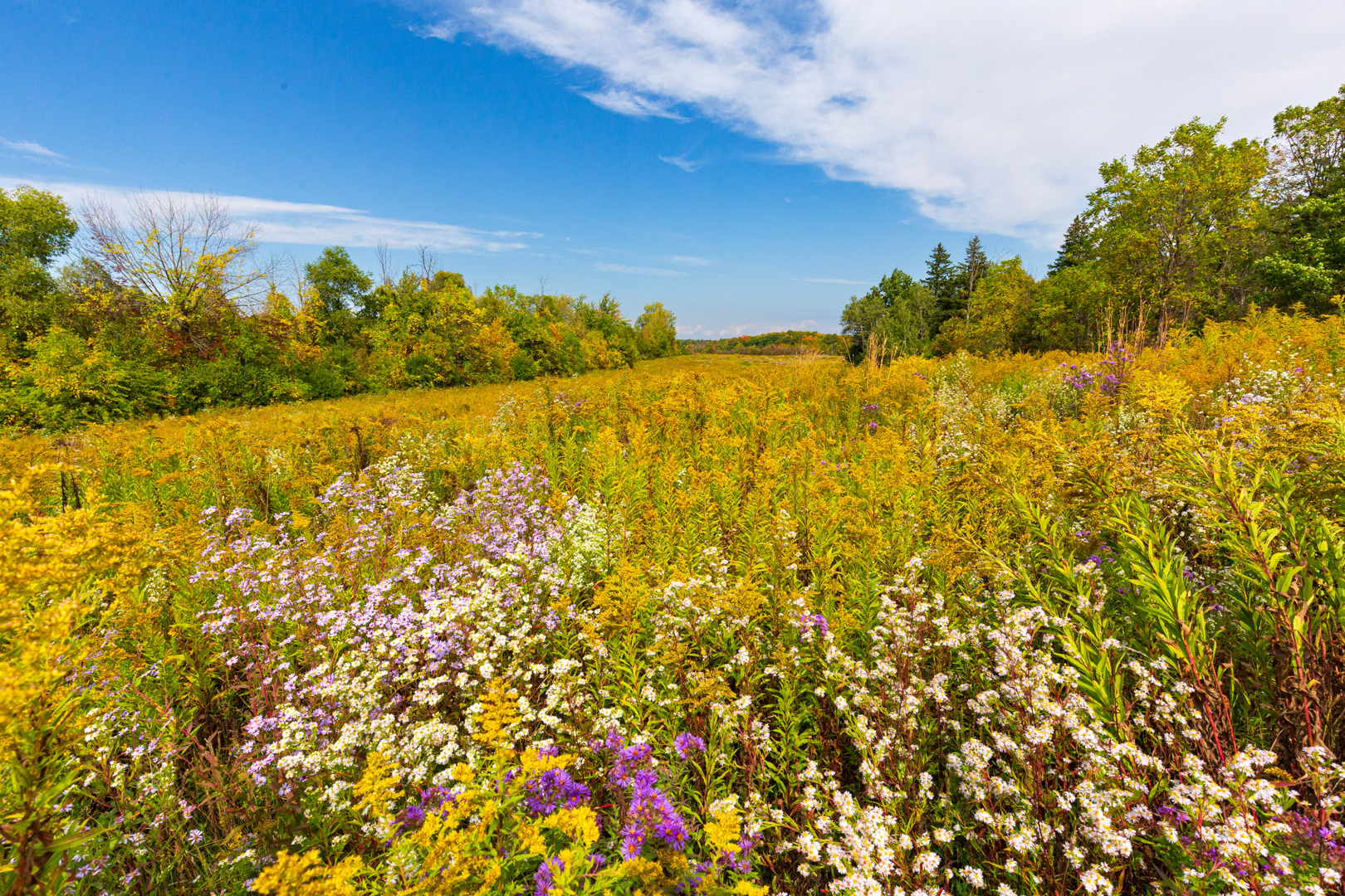 Nature in Rural Burlington