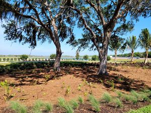 Oak Tree in center of BeachWalk
