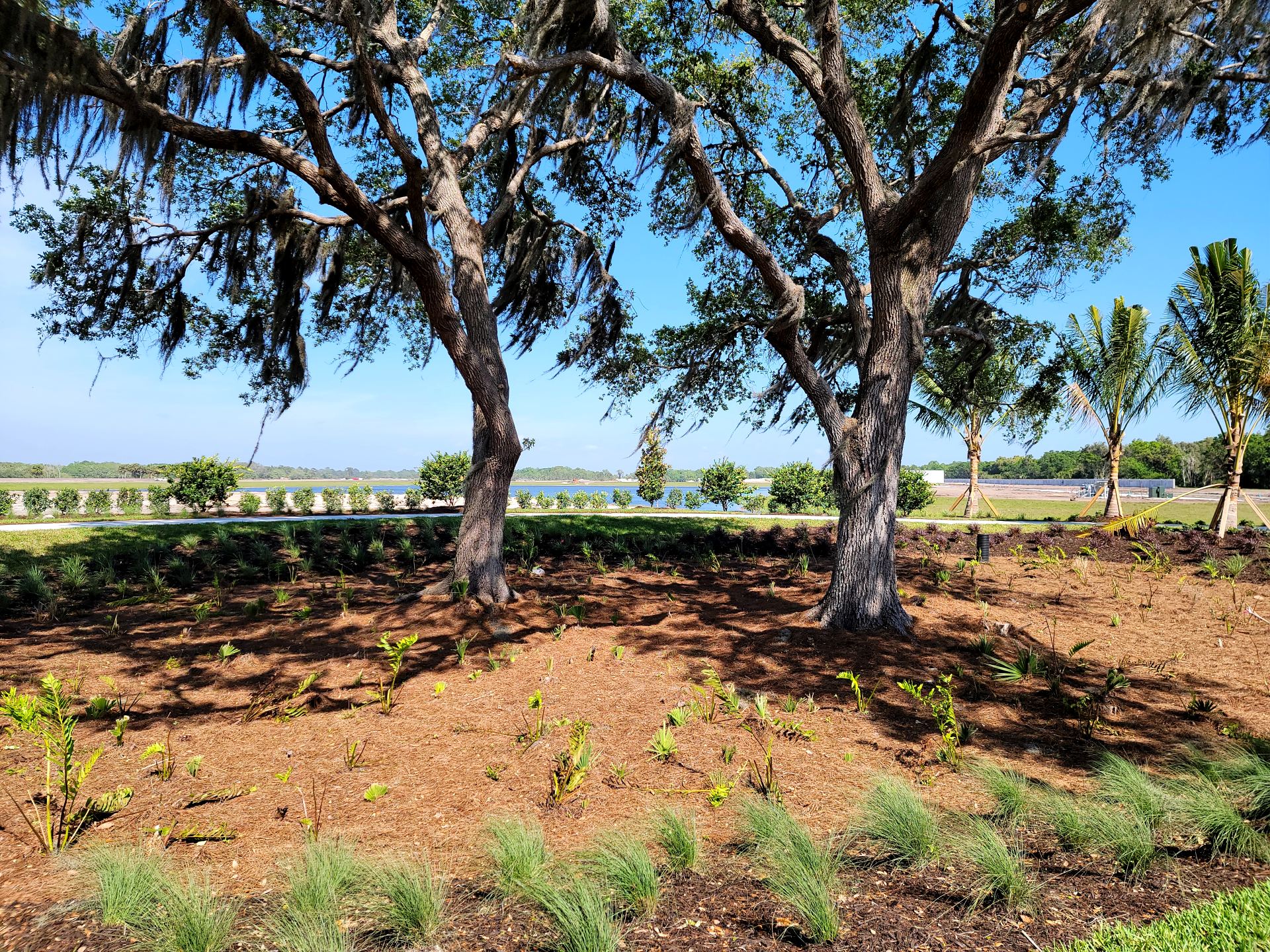 Oak Tree in center of BeachWalk