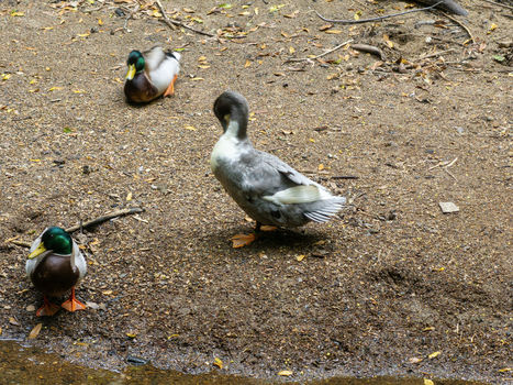 047_dji_20250407104245_0361_d_428