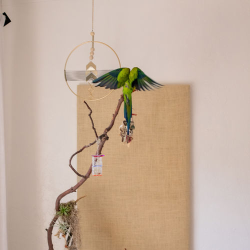 Can You Build An Aviary In Temecula Or Murrieta?