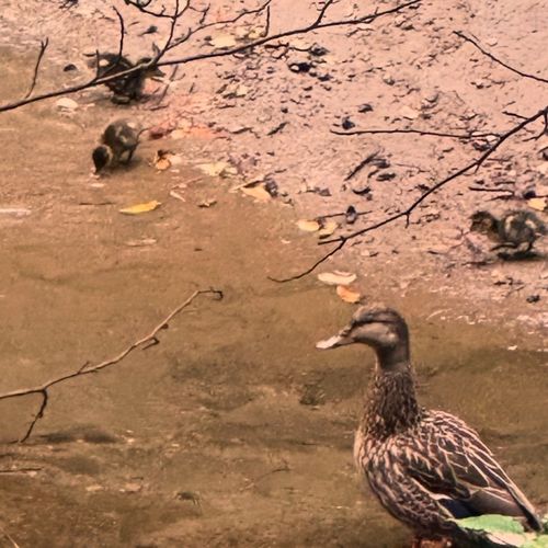 The Best Temecula-Area Neighborhoods for Bird Owners & Nature Lovers
