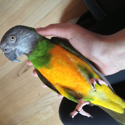 Is Inland Heat Safe for Parrots & Companion Birds? What to Look for in a Home