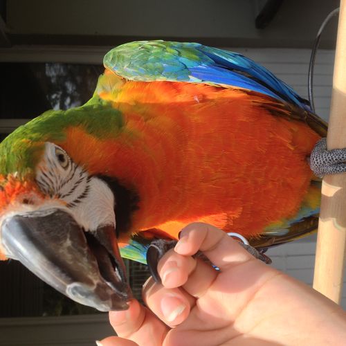 Wildfire Season and Your Birds