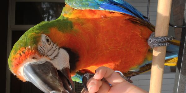 Wildfire Season and Your Birds