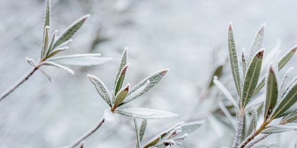Prep Your Yard for Winter & Cross It …