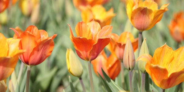 The R + F Team’s Favorite Spring Things …