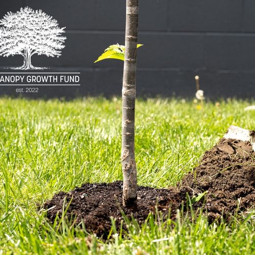 Striding Towards a Greener Fort Wayne with The Tree Canopy Growth Fund