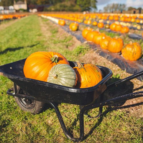 Top Local Businesses to Support in Fort Wayne This Fall