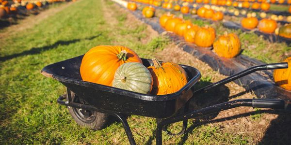 Top Local Businesses to Support in Fort Wayne …