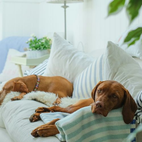 Pet Parent’s Guide to Summer Home Maintenance