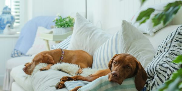 Pet Parent’s Guide to Summer Home Maintenance