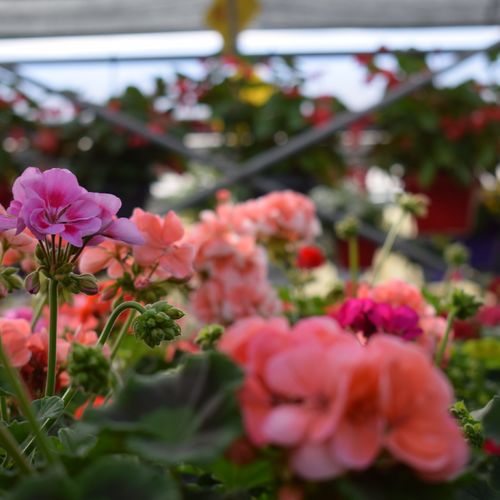 Beautify Your Space With Fleurish Container Gardens