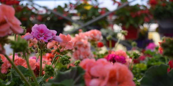 Beautify Your Space With Fleurish Container Gardens