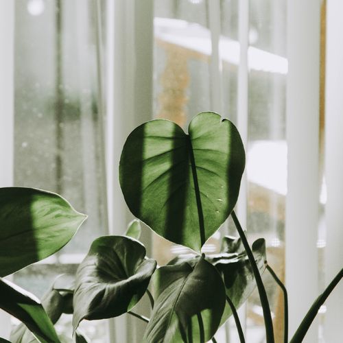 Eco-Friendly Homes and Sustainable Housekeeping Practices