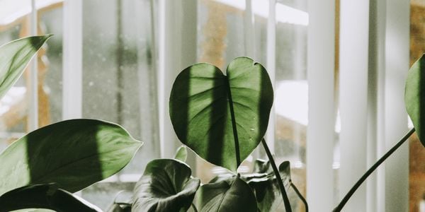 Eco-Friendly Homes and Sustainable Housekeeping Practices