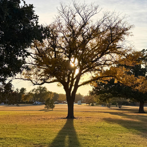 Parks That Feel Like Fall in Lubbock