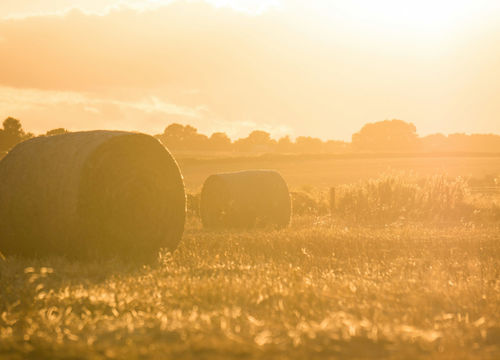 farmfield for website