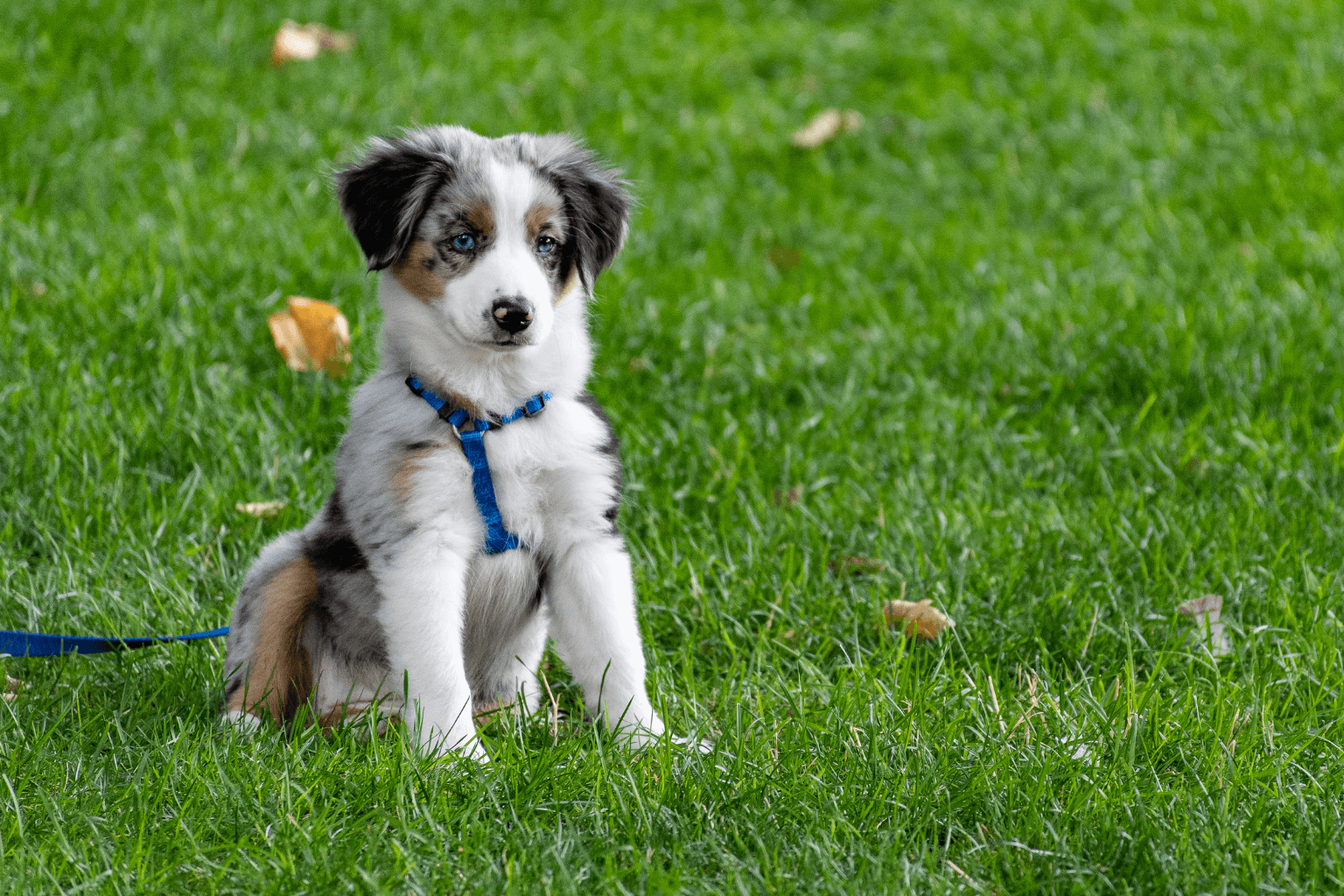 Dog sitting on grass at community park