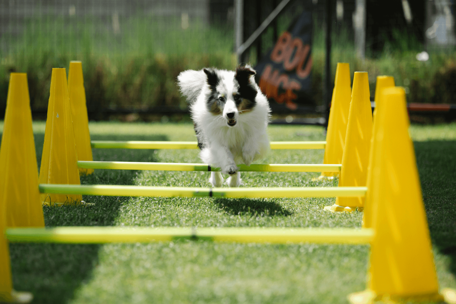 Off-leash dog area with agility equipment